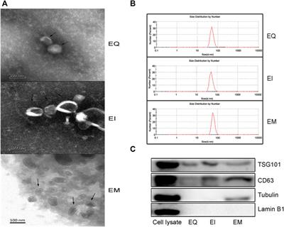 Comparison of methods of isolating extracellular vesicle microRNA from HepG2 cells for High-throughput sequencing